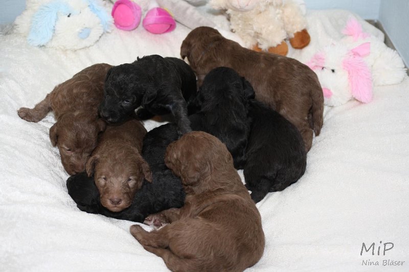 2011-05-15 Puppies Candy & Svet (41).jpg